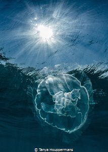 Sun and Moon
A moon jelly in the waters off of Key West,... by Tanya Houppermans 